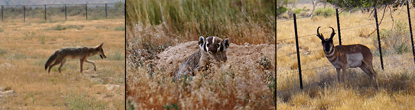 Photo of wildlife and animals located at Tooele Army Depot.